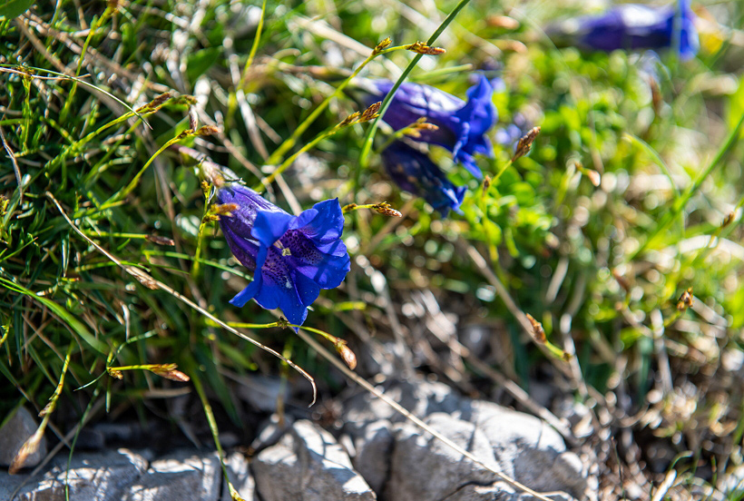 Image- und Werbekampagnen Allgäu